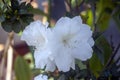 White Azalea flowers Royalty Free Stock Photo