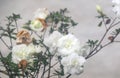White Azalea flowers Royalty Free Stock Photo