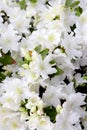 White azalea flowers Royalty Free Stock Photo