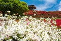 White azalea flowers