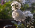 White Azalea flowers