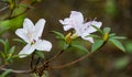 White azalea flowers white rhododendron on bush with evergreen leaves in spring Arboretum Park Southern Cultures