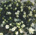 White Azalea japonica