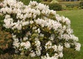 White Azalea mollis in a park