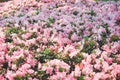 White azalea pink edge  field blooming in garden.background Royalty Free Stock Photo