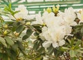White azalea rhododendron Royalty Free Stock Photo