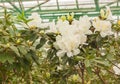 White azalea rhododendron Royalty Free Stock Photo