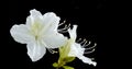 White Azalea, Rhododendron in blackgrond Royalty Free Stock Photo