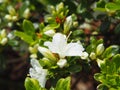 White Azalea - Rhododendron flowers Royalty Free Stock Photo