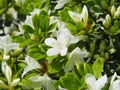 White Azalea - Rhododendron flowers Royalty Free Stock Photo