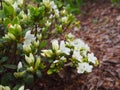 White Azalea - Rhododendron flowers Royalty Free Stock Photo