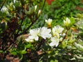 White Azalea - Rhododendron flowers Royalty Free Stock Photo