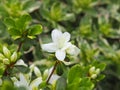 White Azalea - Rhododendron flowers Royalty Free Stock Photo