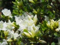 White Azalea - Rhododendron flowers Royalty Free Stock Photo