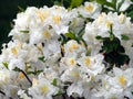 White Azalea - Rhododendron Royalty Free Stock Photo