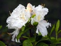 White Azalea - Rhododendron Royalty Free Stock Photo