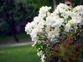 White Azalea - Rhododendron Royalty Free Stock Photo