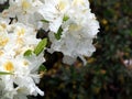 White Azalea - Rhododendron Royalty Free Stock Photo