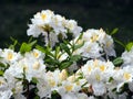 White Azalea - Rhododendron Royalty Free Stock Photo