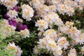 White azalea, Rhododendron bush in blossom Royalty Free Stock Photo