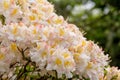 White azalea, Rhododendron bush in blossom Royalty Free Stock Photo