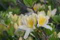 White azalea, rhododendron, flower close-up. evergreen, penny-loving plant Royalty Free Stock Photo