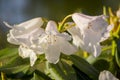 White azalea, rhododendron, flower close-up. evergreen, penny-loving plant Royalty Free Stock Photo