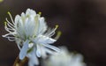 White azalea, rhododendron, flower close-up. evergreen, penny-loving plant Royalty Free Stock Photo