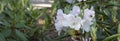 White azalea, rhododendron, flower close-up. evergreen, penny-loving plant Royalty Free Stock Photo