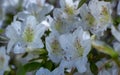 White azalea, rhododendron, flower close-up. evergreen, penny-loving plant Royalty Free Stock Photo