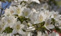 White azalea, rhododendron, flower close-up. evergreen, penny-loving plant Royalty Free Stock Photo