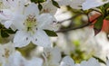 White azalea, rhododendron, flower close-up. evergreen, penny-loving plant Royalty Free Stock Photo