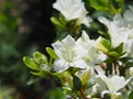 White Azalea - Rhododendron flowers Royalty Free Stock Photo