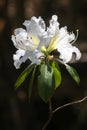 White Azalea