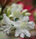 White Azalea Wildflowers