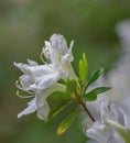 Closeup White Azalea Wildflowers