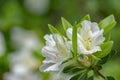 Cluster of White Azalea Wilflowers