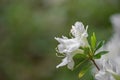 White Azalea Wildflowers