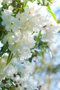 White Azaleas