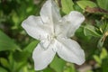 White Azelea Flower