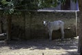 A white baby calf standing under a tree shade looking at the camera in a village in Mathura in India Royalty Free Stock Photo