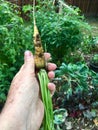 Yellow Baby Carrot Freshly Harvested Royalty Free Stock Photo