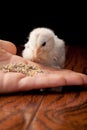 White baby chick eating out of a hand