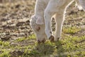 White Baby Cow Calf eating grass Royalty Free Stock Photo