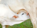 White Baby cow calf feeding on mother cow Royalty Free Stock Photo