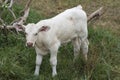 White baby cow or calf stand on green lawn