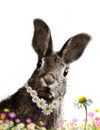 Peter Rabbit Easter Bunn with Flower Chain looking Royalty Free Stock Photo