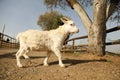 White baby goat in a farm Royalty Free Stock Photo