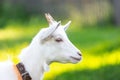 Goat on grass Royalty Free Stock Photo