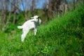 White baby goat on green grass in sunny day Royalty Free Stock Photo
